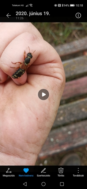 Staphylinus caesareus - aranysujtásos holyva