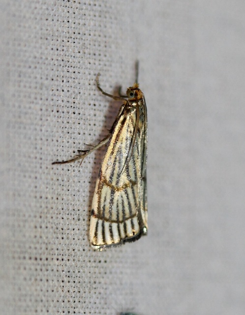 Chrysocrambus linetella - déli fűgyökérmoly