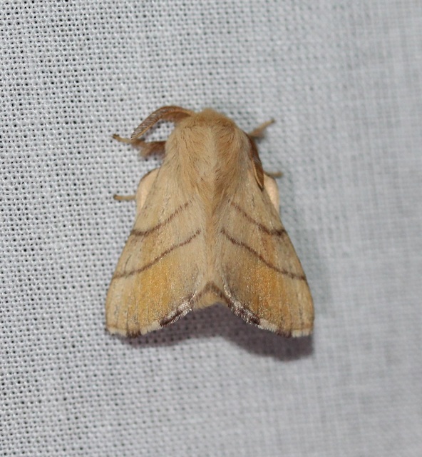 Malacosoma neustria - gyűrűsszövő