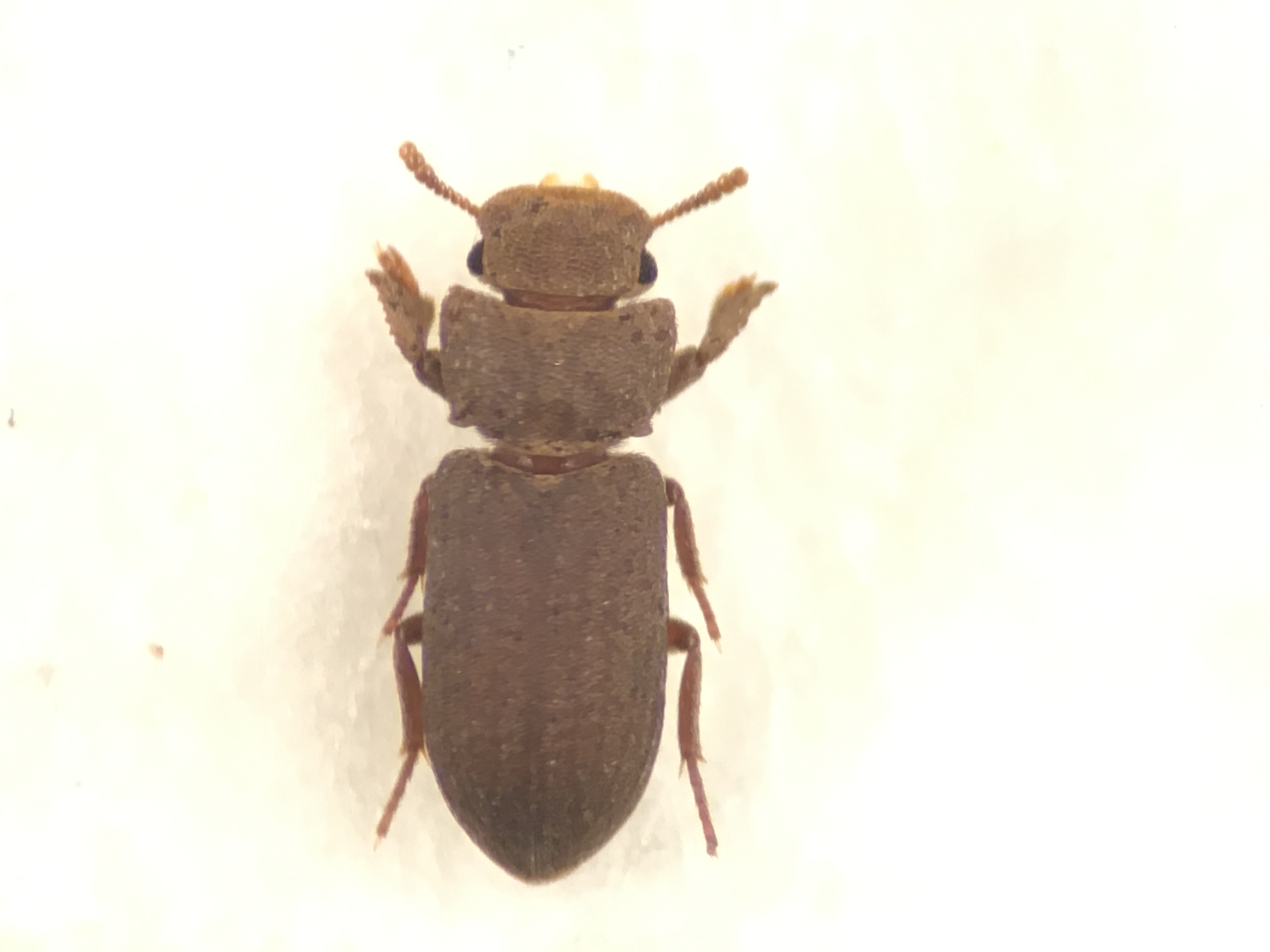 Cnemeplatia atropos - törpegyászbogár