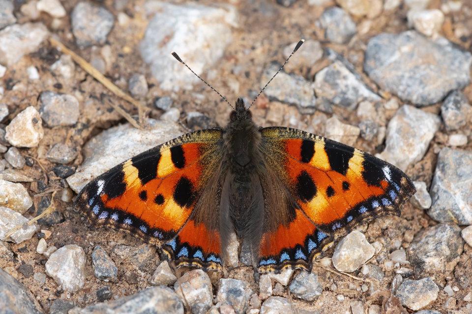 Nymphalis urticae - kis rókalepke