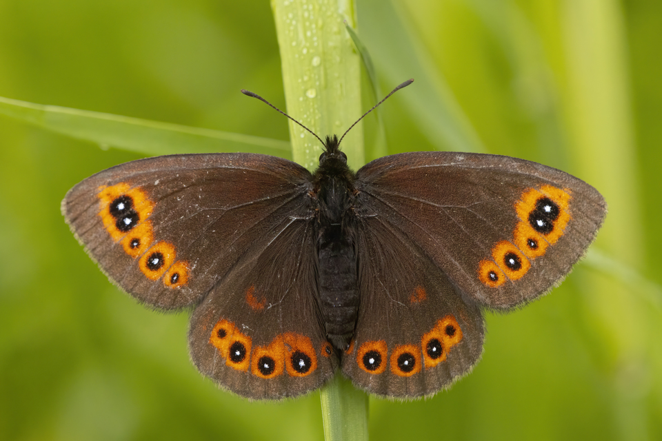 Erebia medusa - tavaszi szerecsenlepke