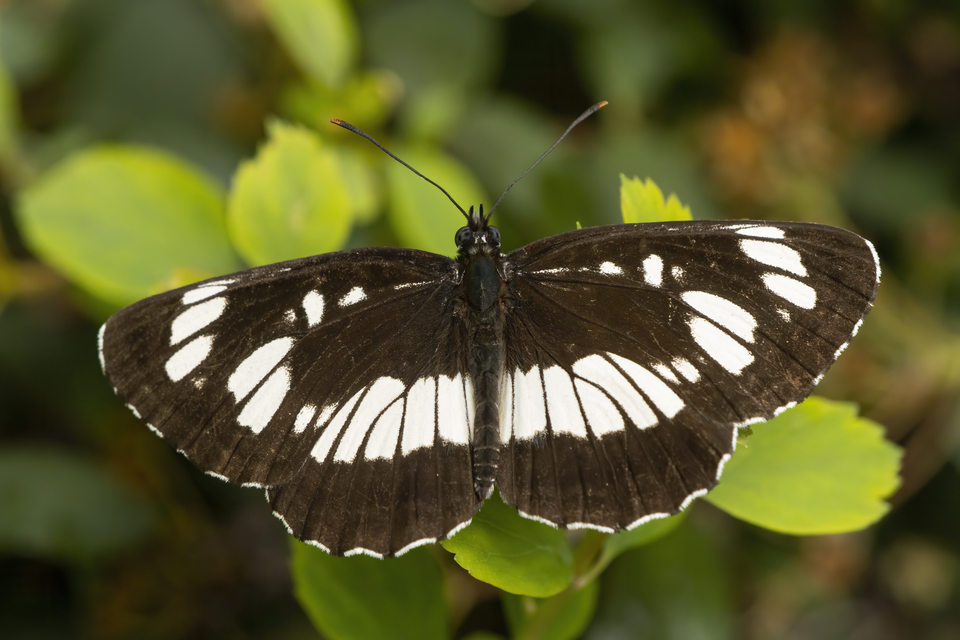 Neptis rivularis - nagy fehérsávoslepke