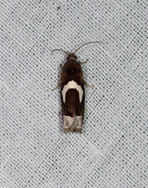 Epiblema foenella - kampósfoltú tükrösmoly