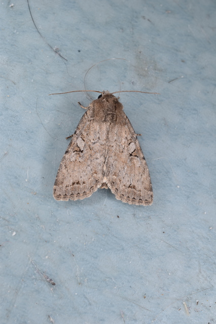 Apterogenum ypsillon - ipszilon-erdeibagoly
