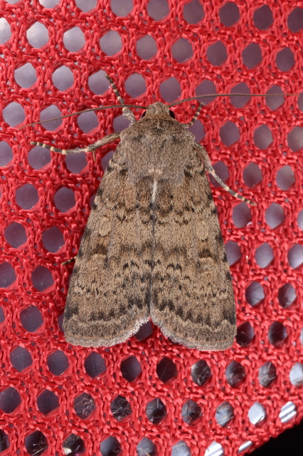 Rhyacia simulans - hamvas földibagoly
