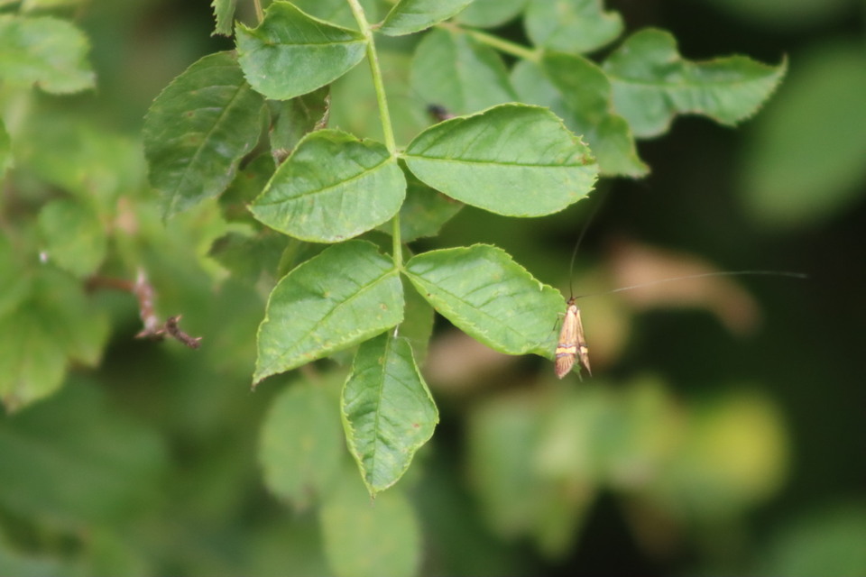 Nemophora degeerella - pompás tőrösmoly