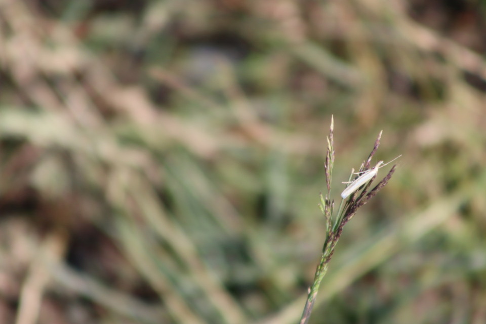 Pleurota