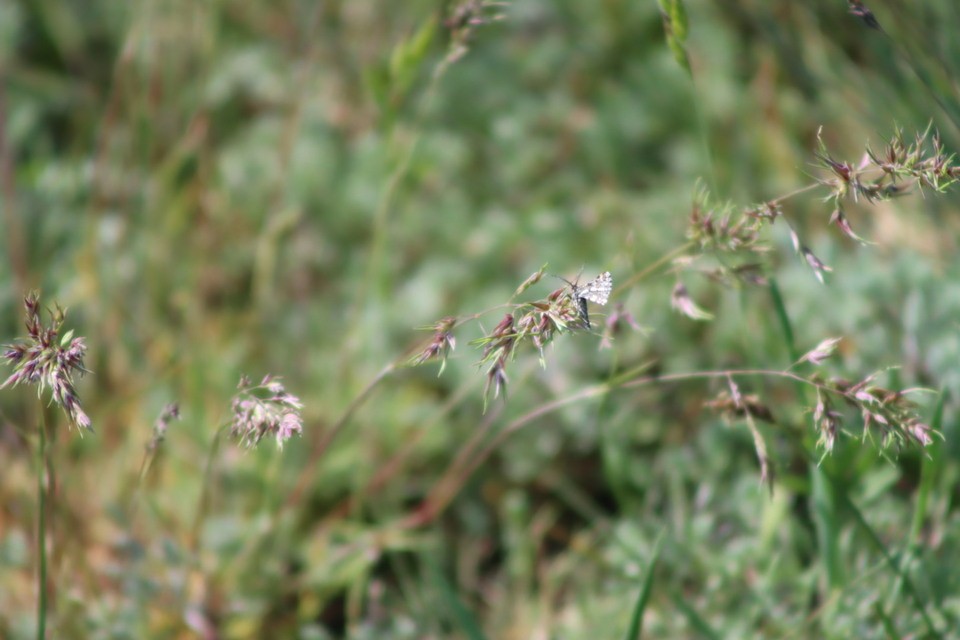 Narraga fasciolaria/tessularia