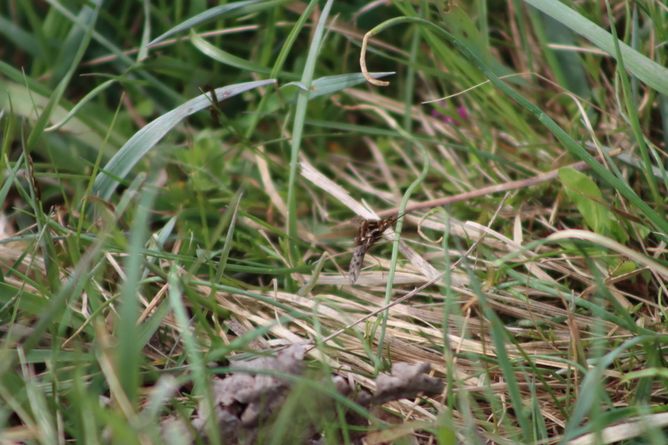 Triplasius pictus