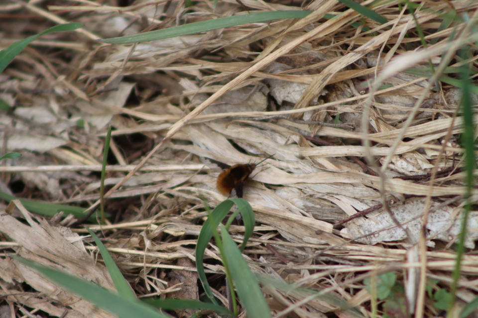 Bombylius major - szegélyes pöszörlégy