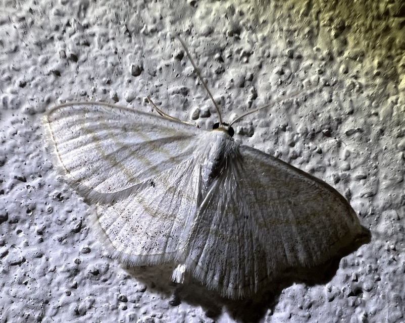 Scopula caricaria - mocsári fehéraraszoló