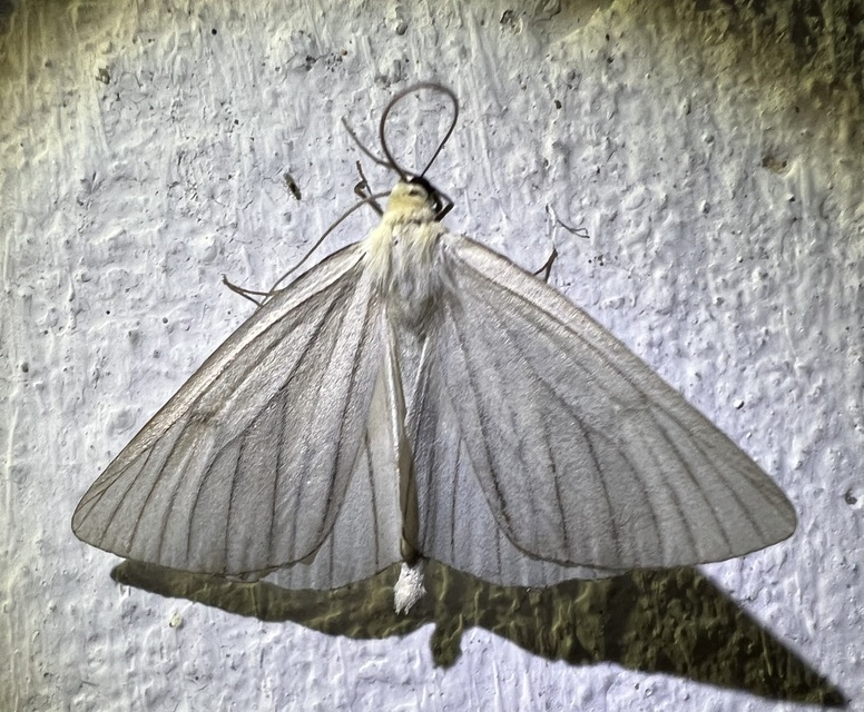 Siona lineata - vonalas fehéraraszoló