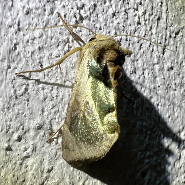 Diachrysia zosimi - nemes aranybagoly
