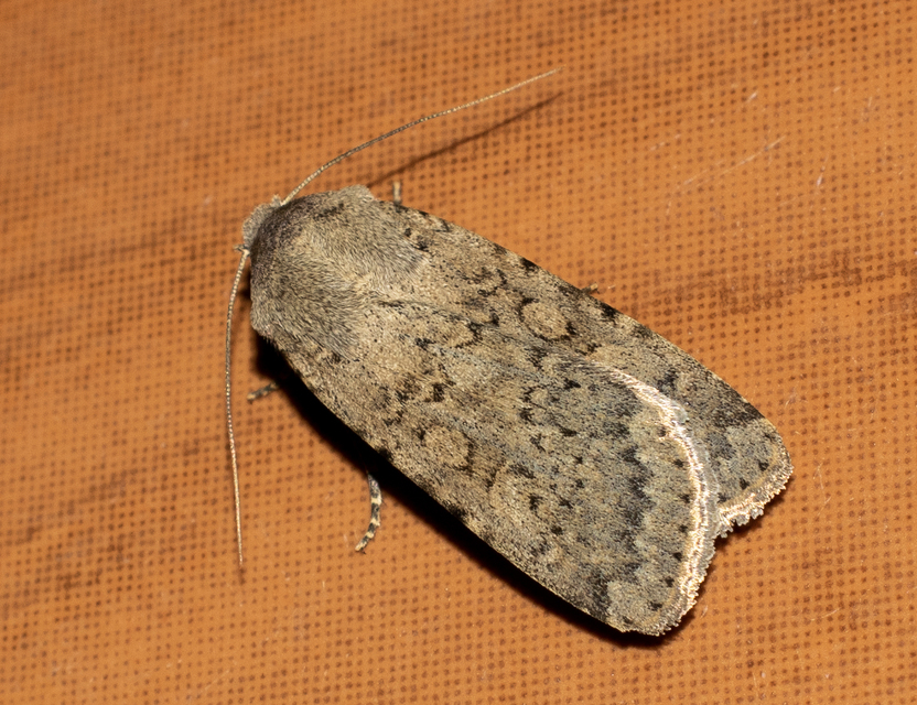 Rhyacia simulans - hamvas földibagoly