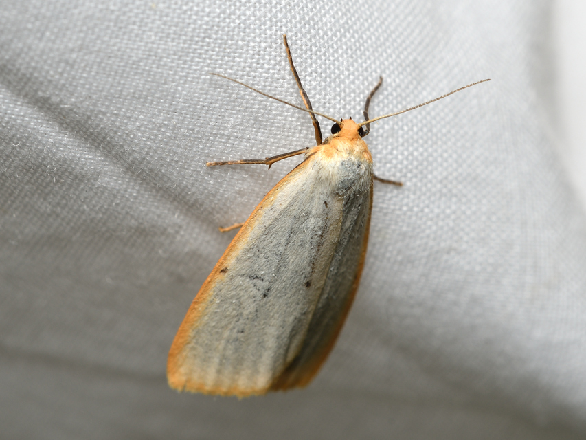 Cybosia mesomella - csontszínű molyszövő Cybosia mesomella - csontszínű molyszövő