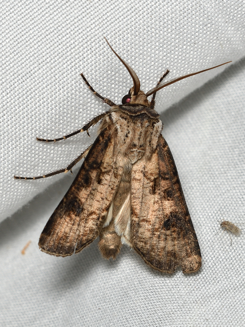 Agrotis clavis - zömök földibagoly