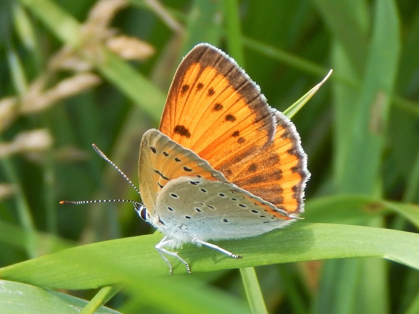 Lycaena dispar rutilus - nagy tűzlepke