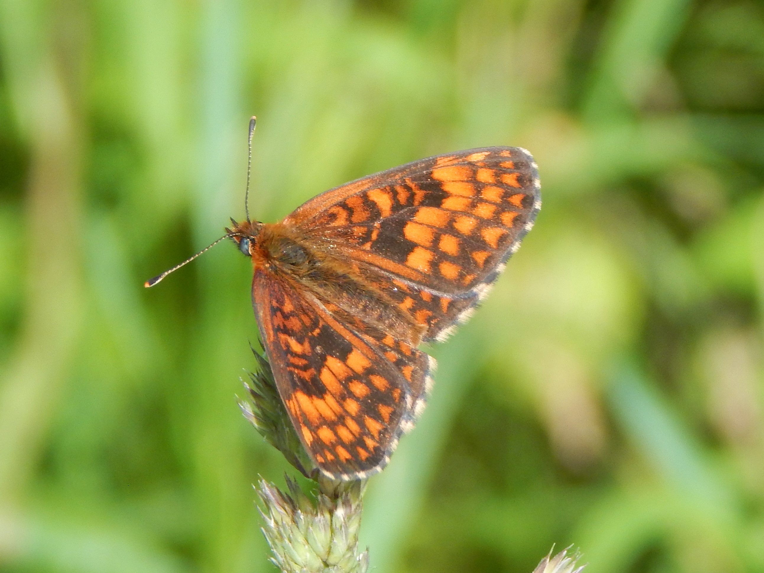Melitaea