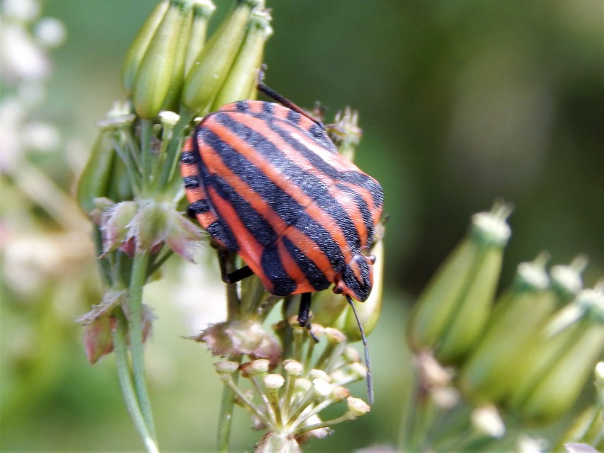 Graphosoma italicum - csíkos pajzsospoloska