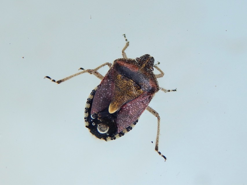 Dolycoris baccarum - közönséges bogyómászó-poloska