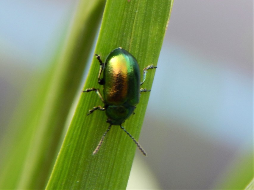 Chrysomelidae - levélbogárfélék