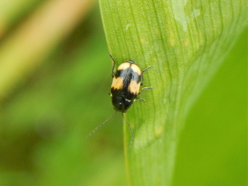 Cryptocephalus moraei - közönséges zömökbogár