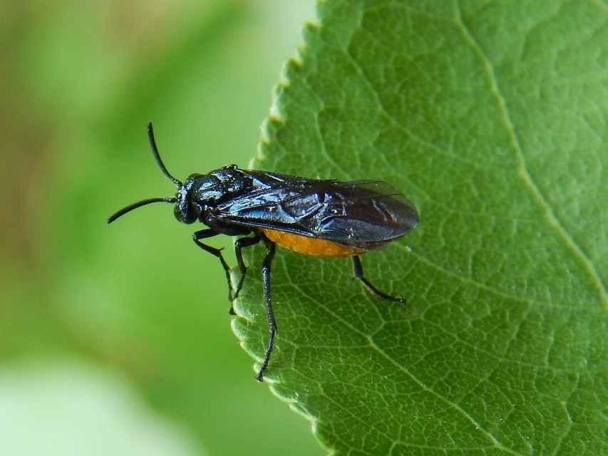 Diptera - Kétszárnyúak