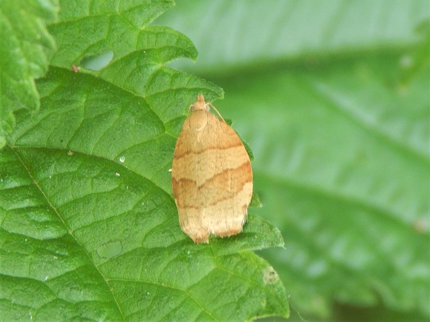 Tortricidae - sodrómolyfélék