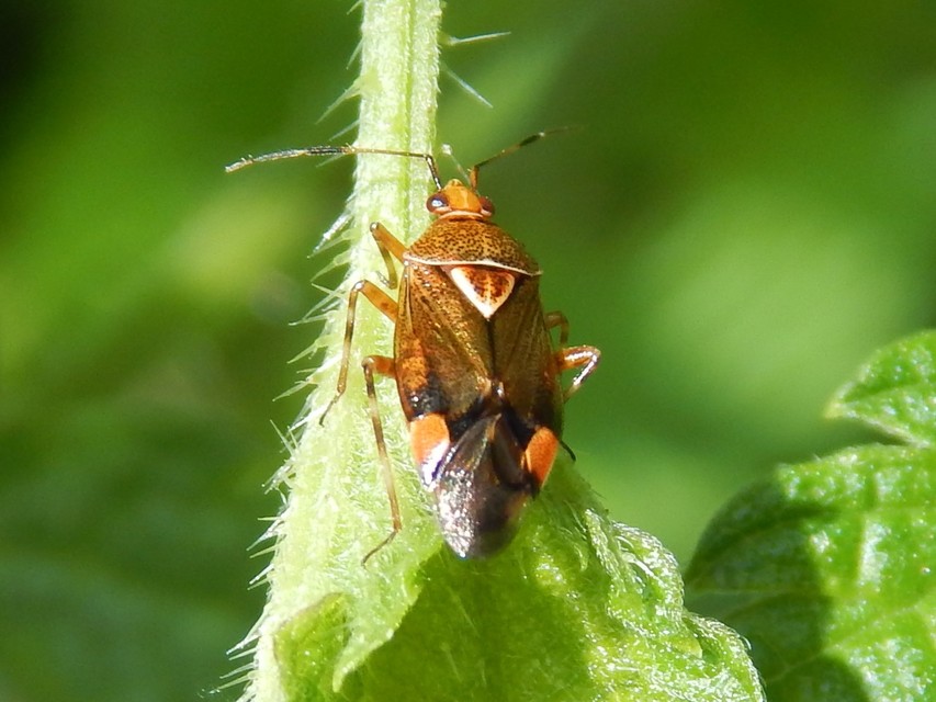 Deraeocoris