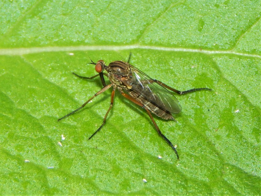Diptera - Kétszárnyúak