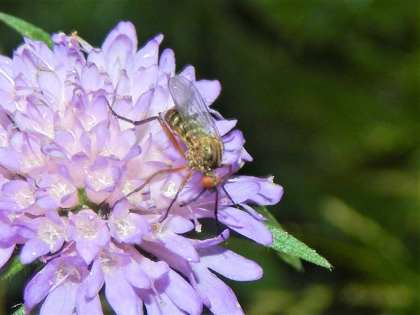 Diptera - Kétszárnyúak