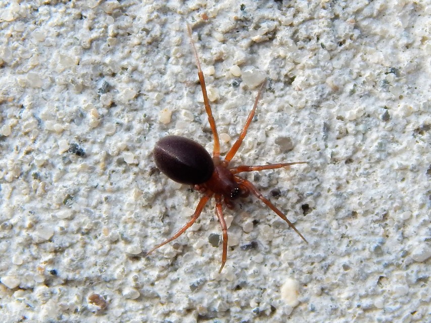 Araneae - Pókok