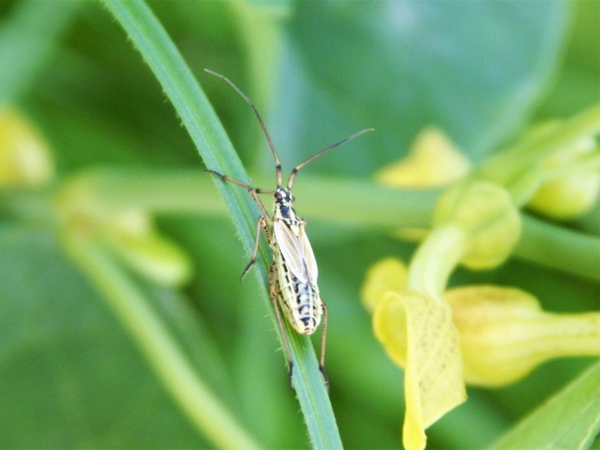 Leptopterna