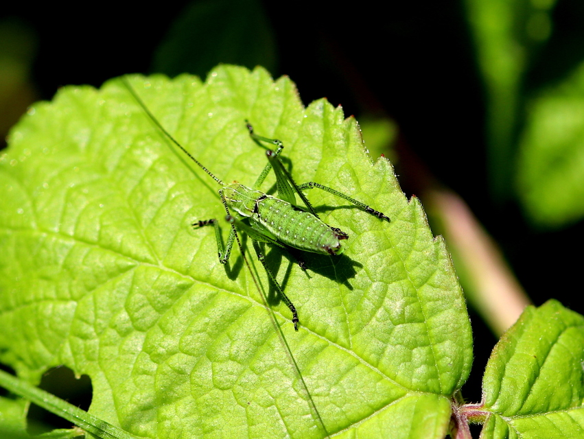 Leptophyes albovittata - közönséges virágszöcske