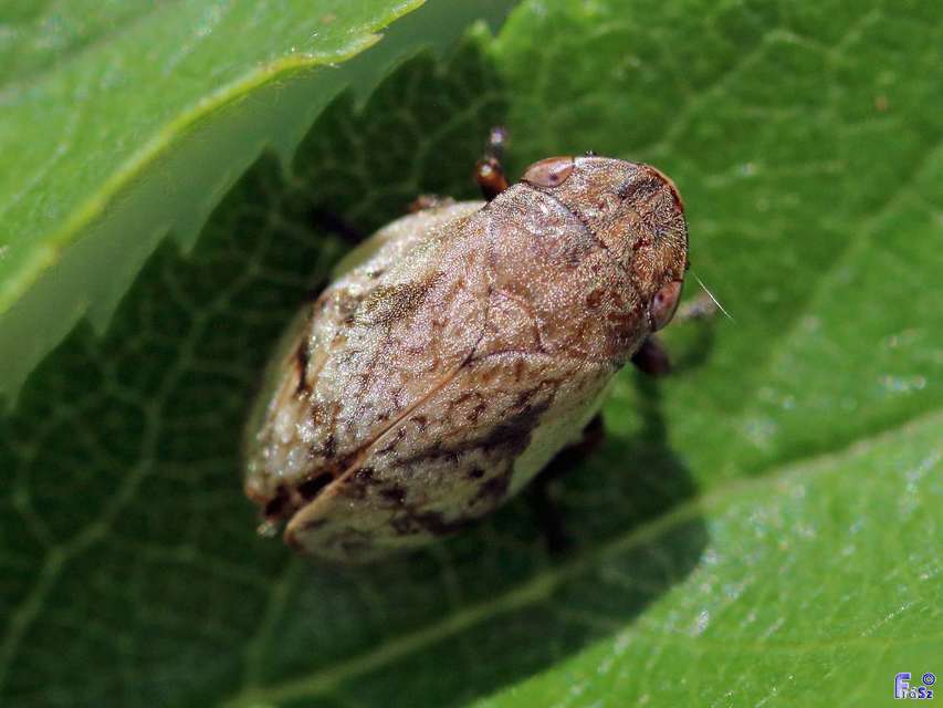Lepyronia coleoptrata