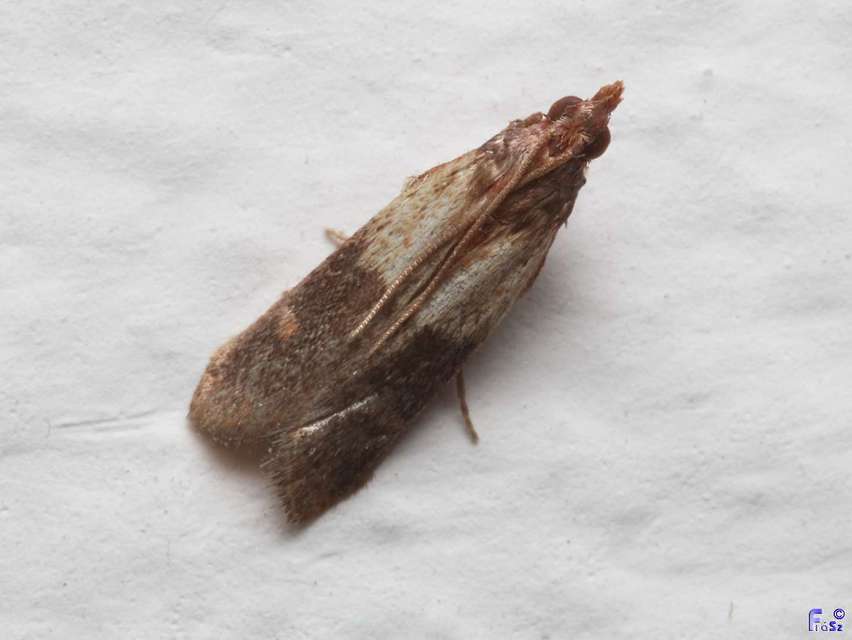 Plodia interpunctella - aszalványmoly