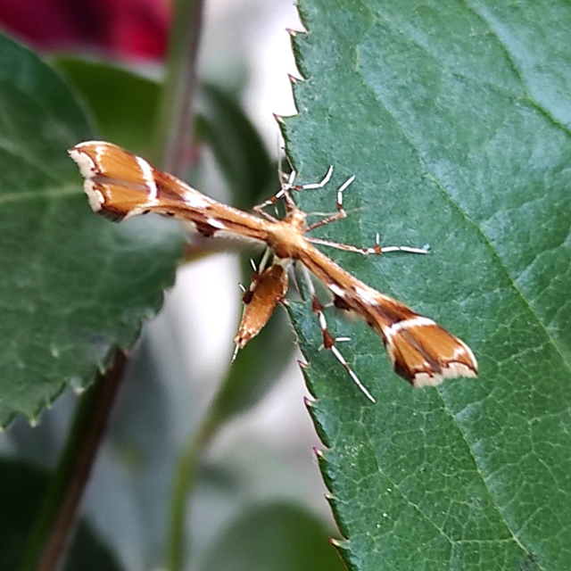 Cnaemidophorus rhododactyla - rózsabogyó-tollasmoly
