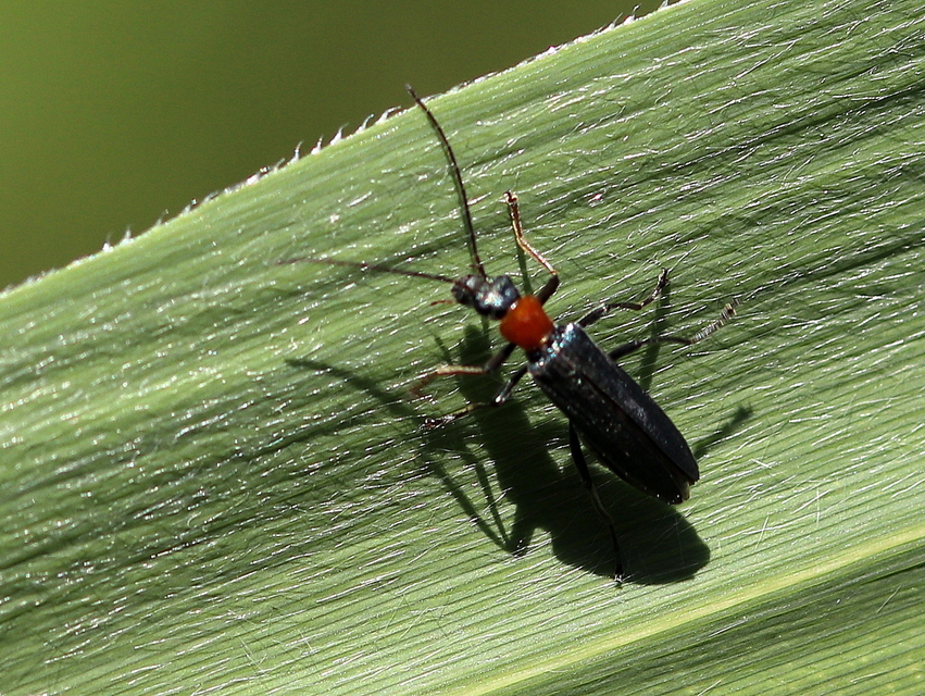 Oedemera croceicollis - pirostorú álcincér