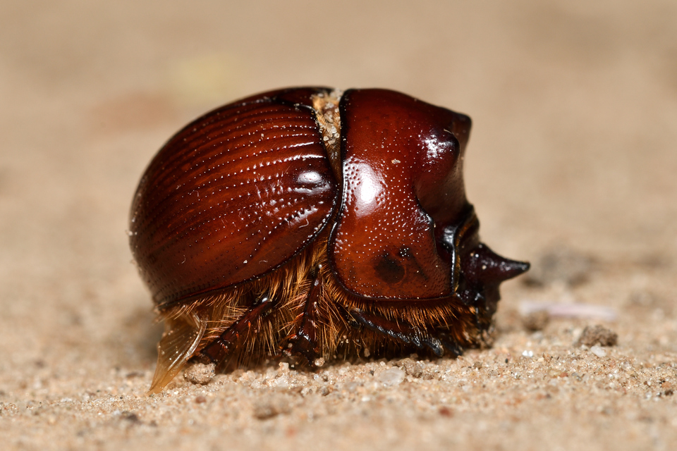 Bolbelasmus unicornis - szarvas álganéjtúró
