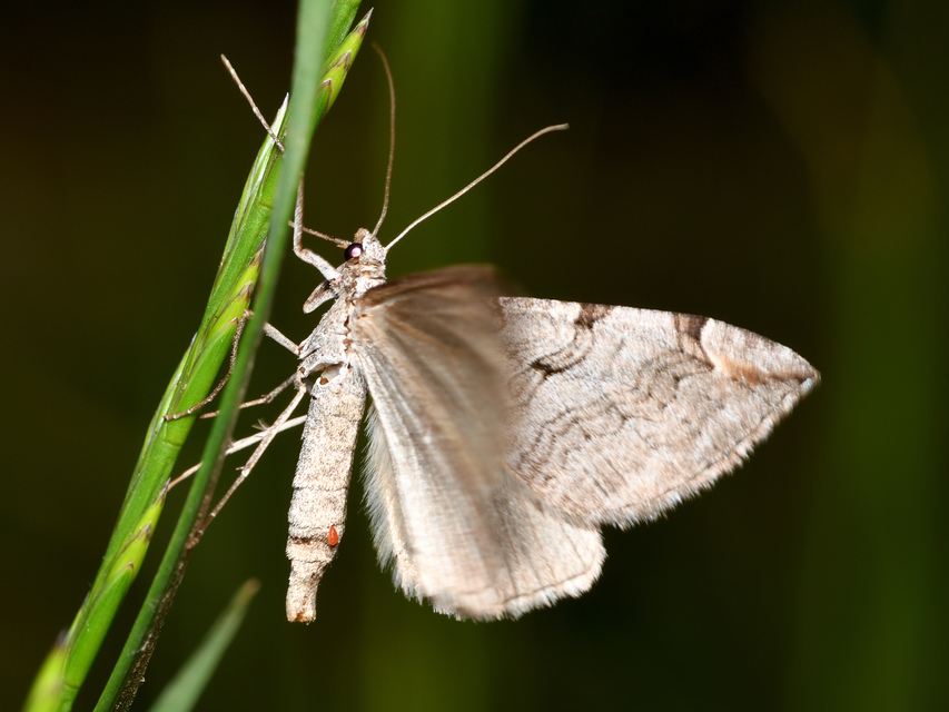 Aplocera plagiata - szürke csíkosaraszoló