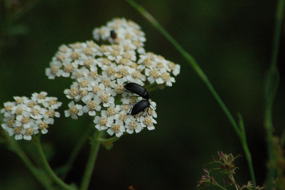 Podonta nigrita - szerecsenbogár
