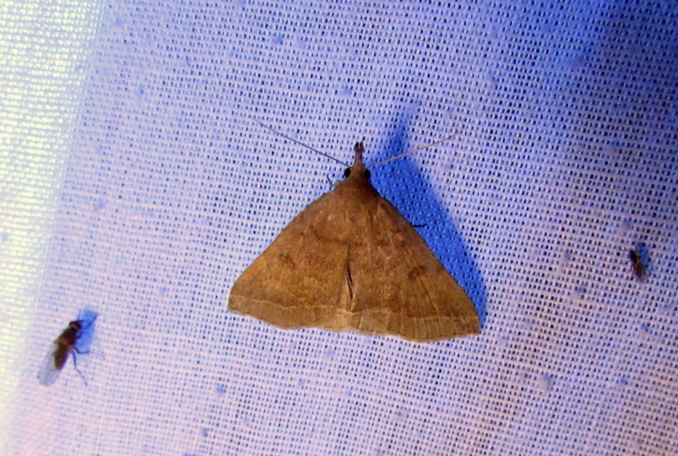 Pechipogo plumigeralis - tollascsápú karcsúbagoly