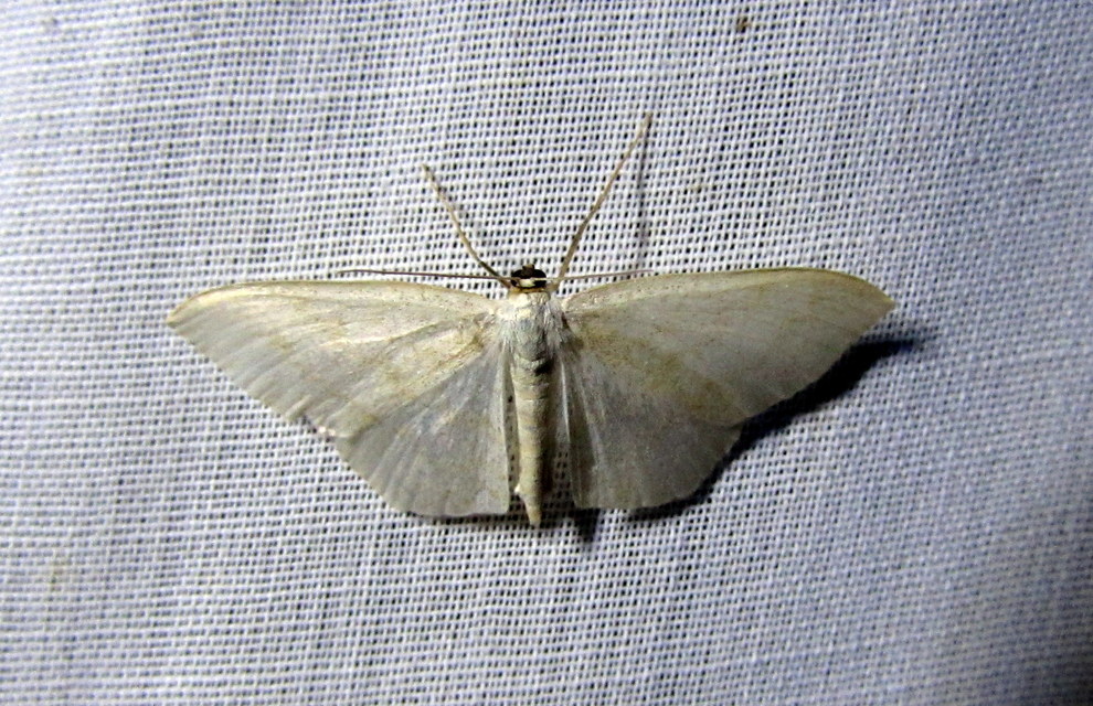 Scopula floslactata - tejfehér sávosaraszoló