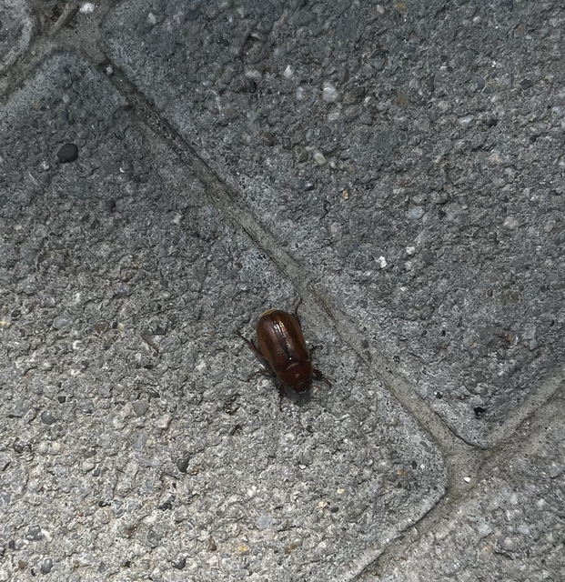 Amphimallon assimile - kis sárgacserebogár