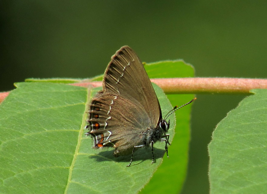 Satyrium ilicis - tölgyfa-csücsköslepke