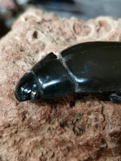 Hydrophilus piceus - közönséges óriáscsibor