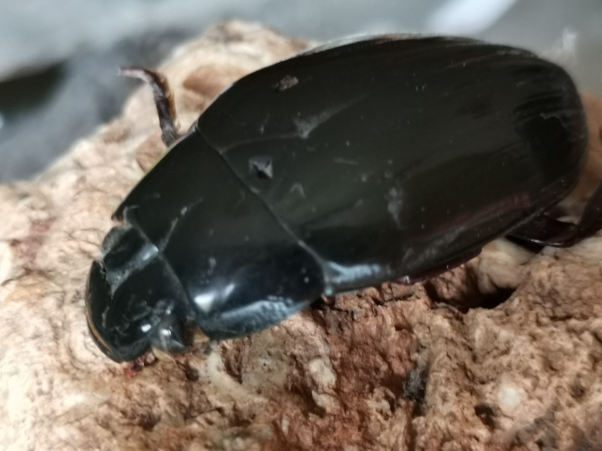 Hydrophilus piceus - közönséges óriáscsibor