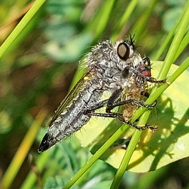 Dysmachus praemorsus