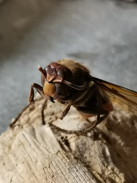 Vespa crabro - lódarázs